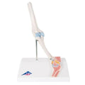 Mini Elbow Joint with Cross Section Model K302233