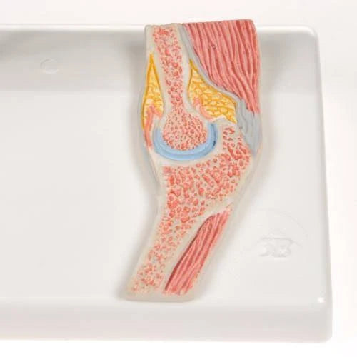 Mini Elbow Joint with Cross Section Model K302233