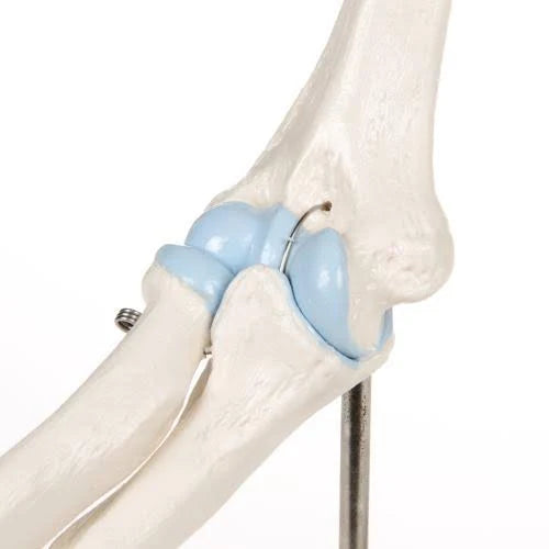 Mini Elbow Joint with Cross Section Model K302233